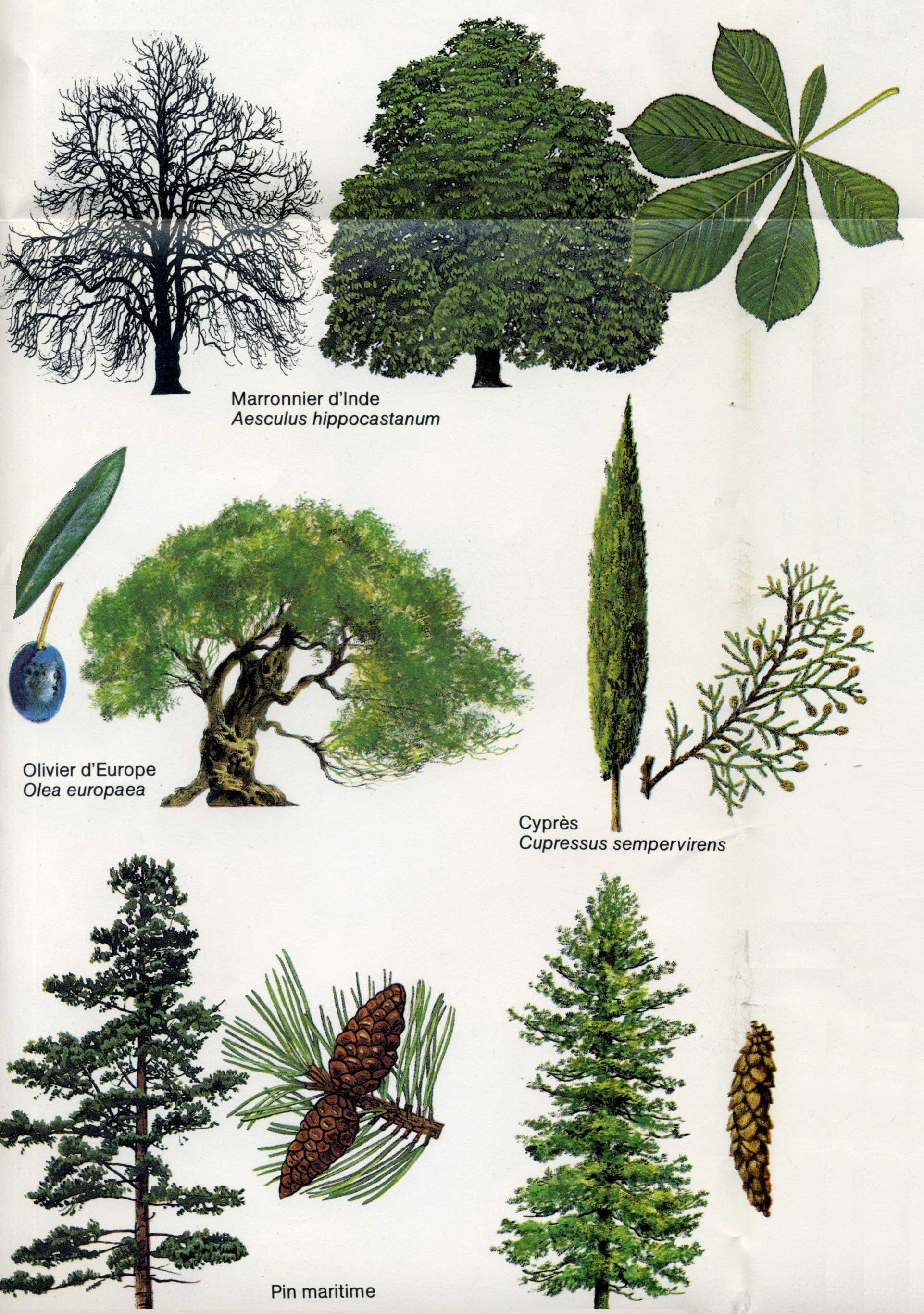 Arbre002