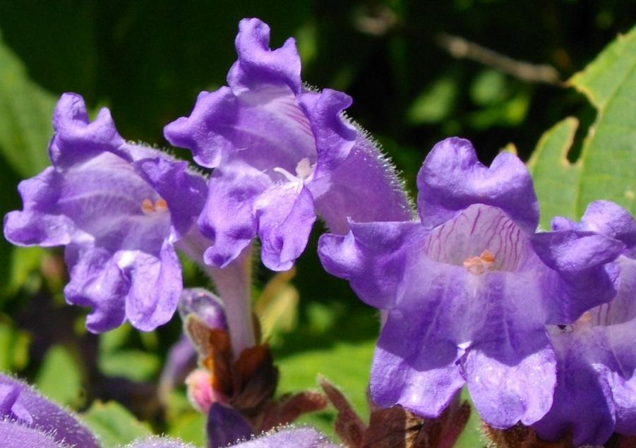 Fleur