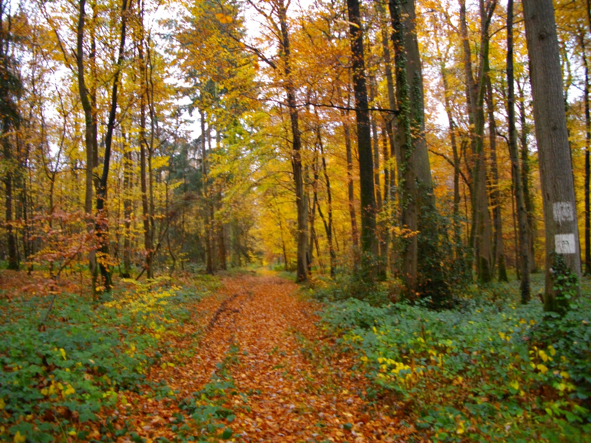 Automne 002