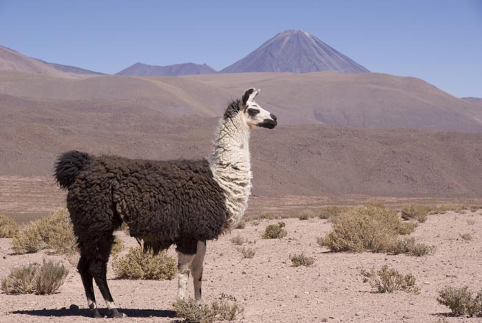 Atacama p gambini dsc04407