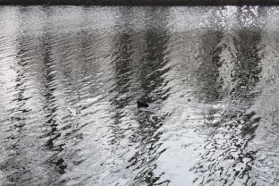 Réserve naturelle suisse / Reflets argentés sur le canal de la Broye