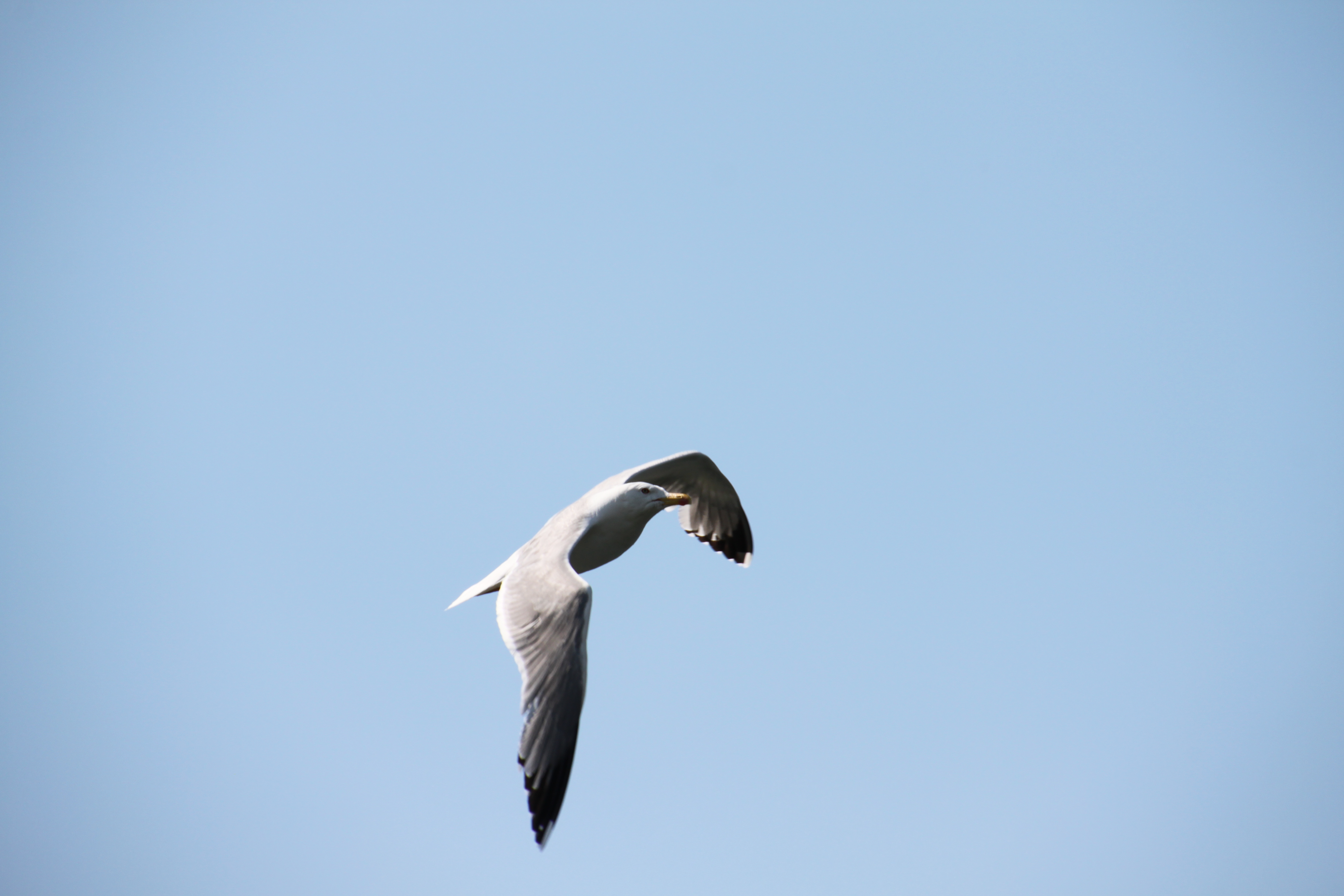 IMG 7491