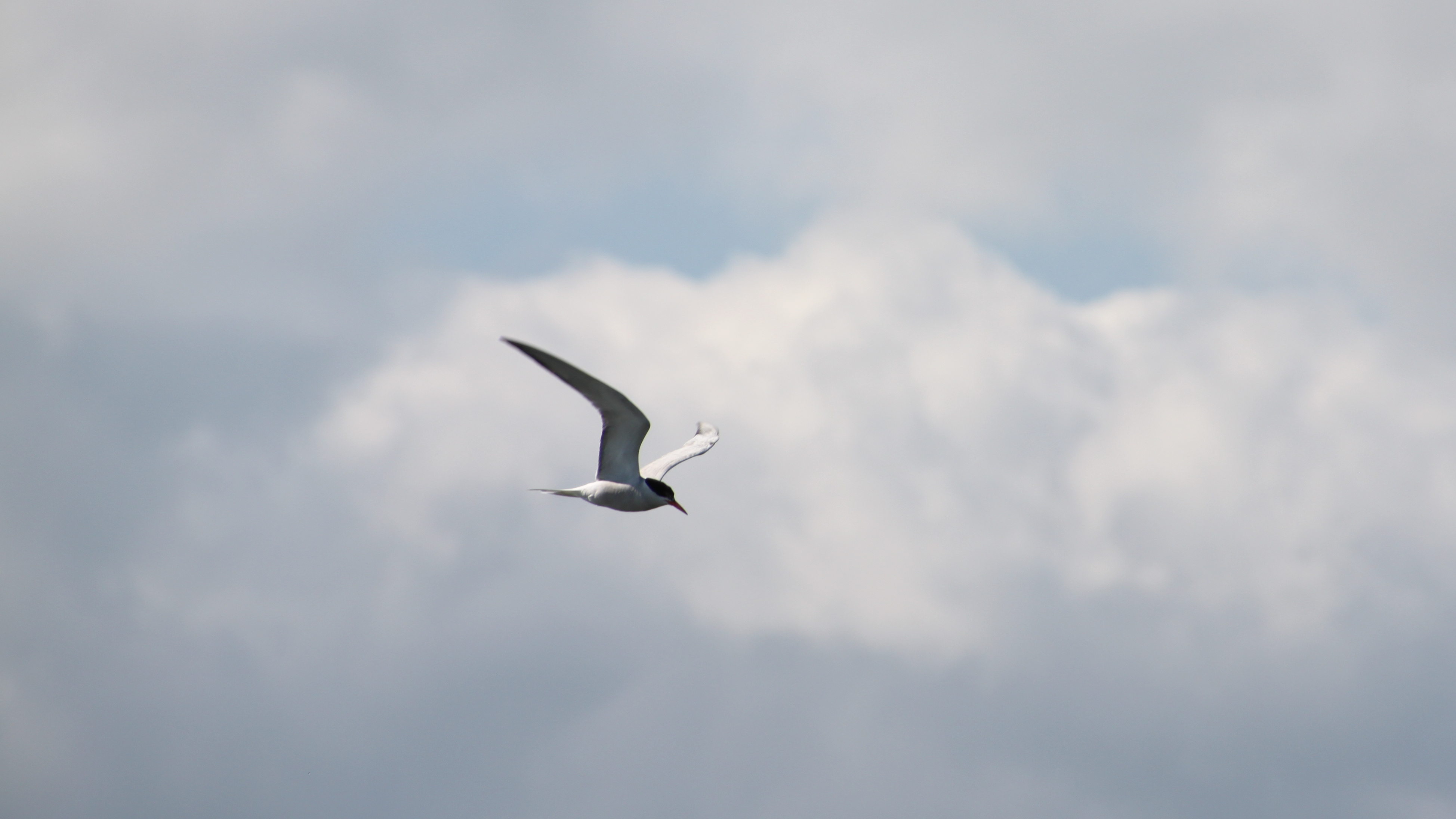 IMG 7499 1