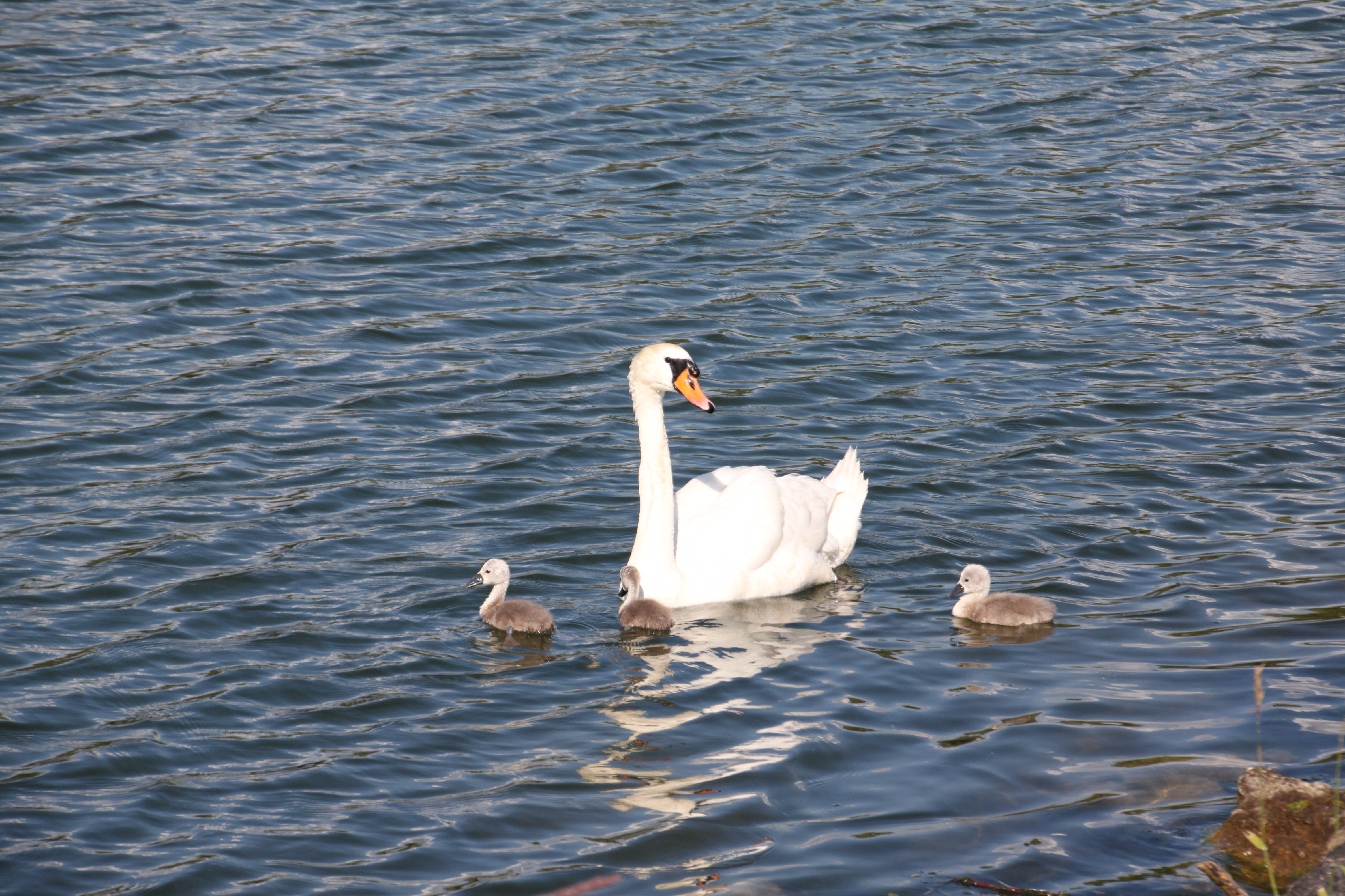 IMG 7606