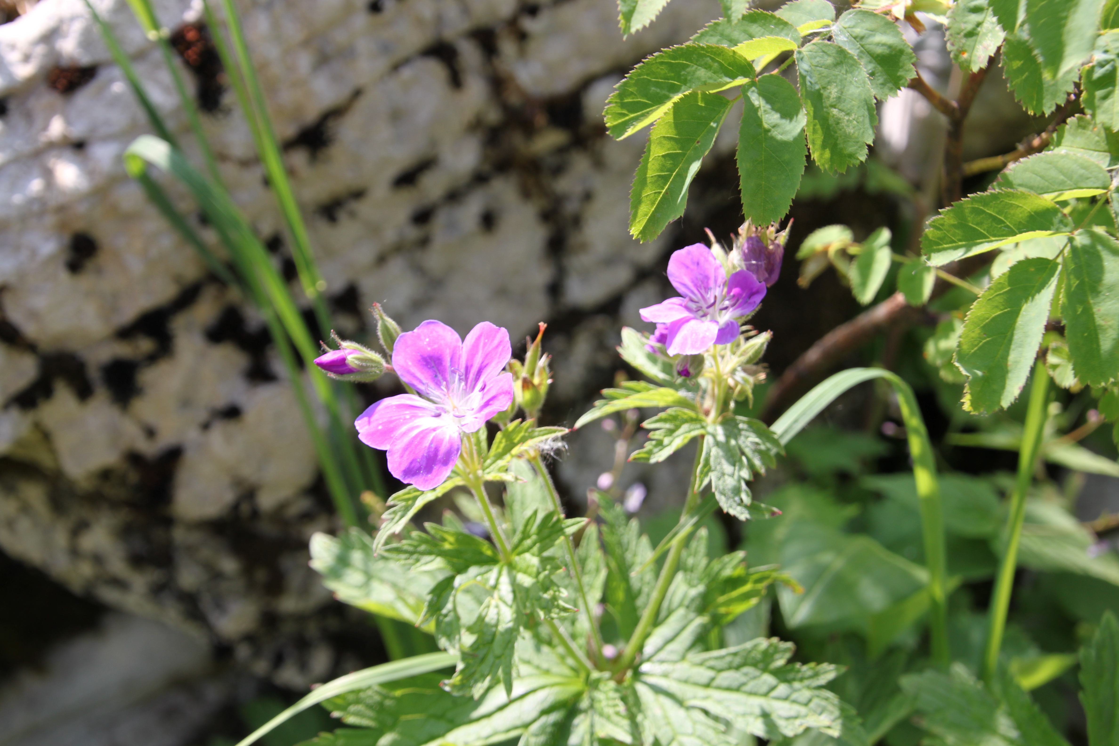 Géranium des bois