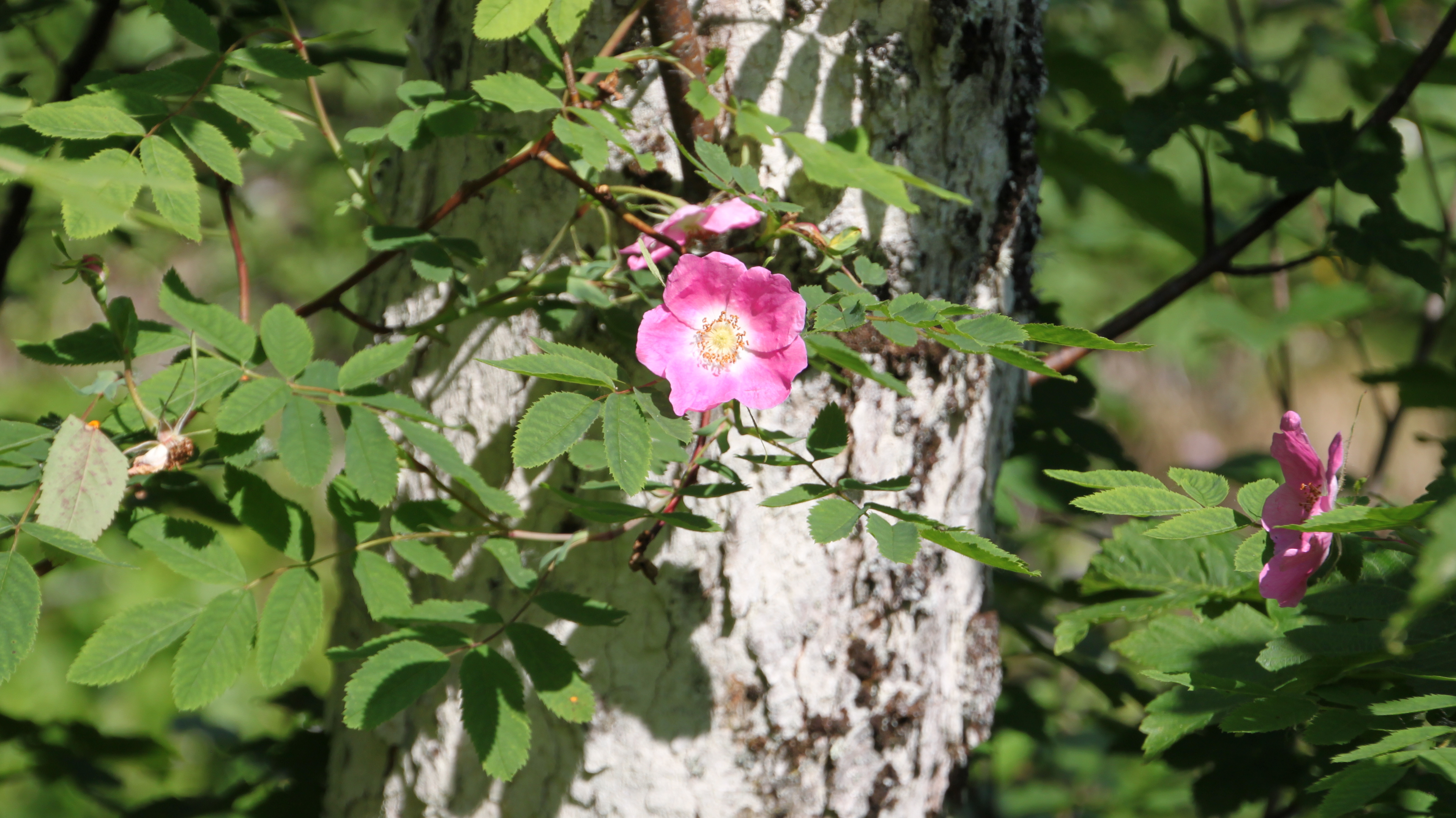 Rosier sauvage
