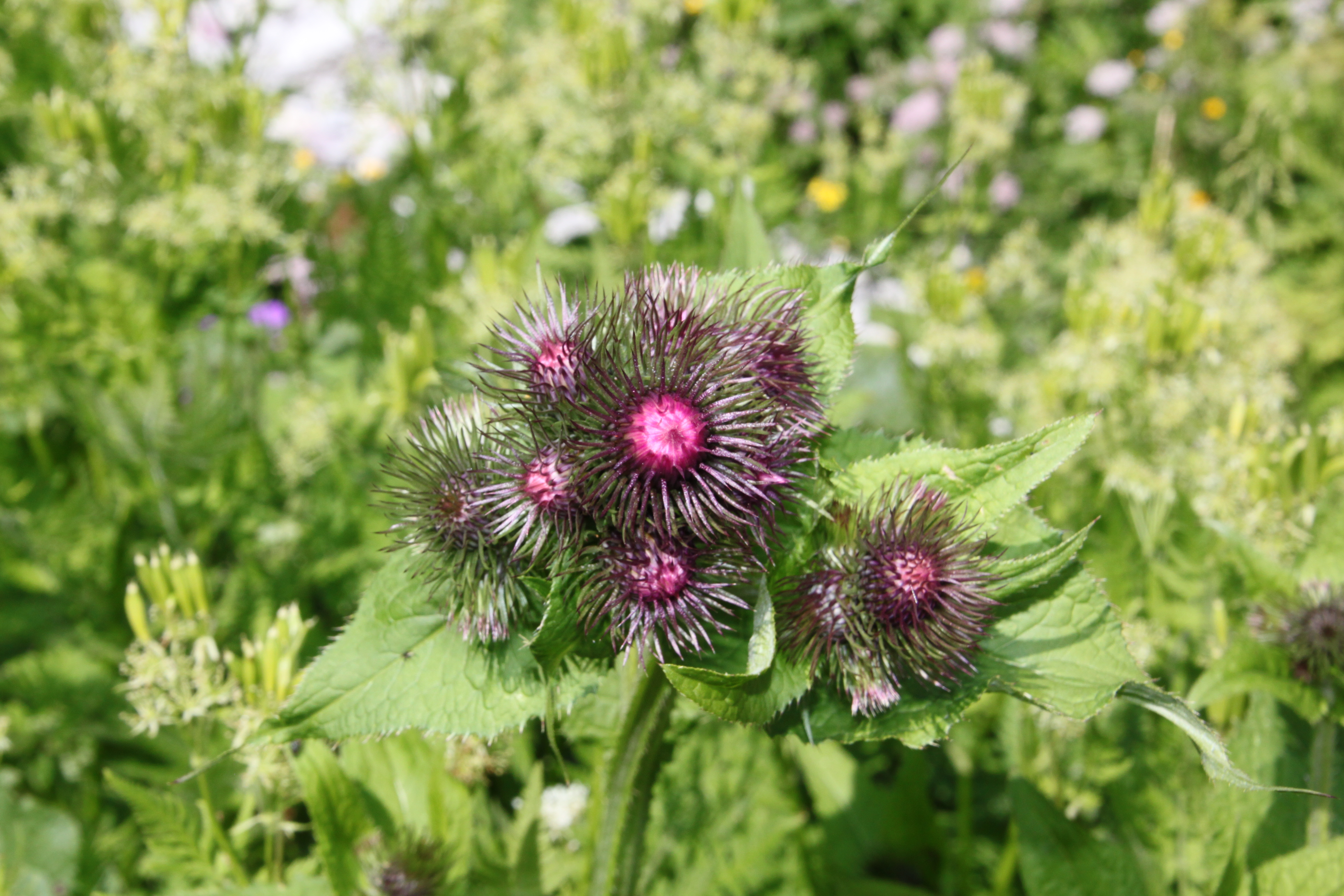 Fleurs de chardon