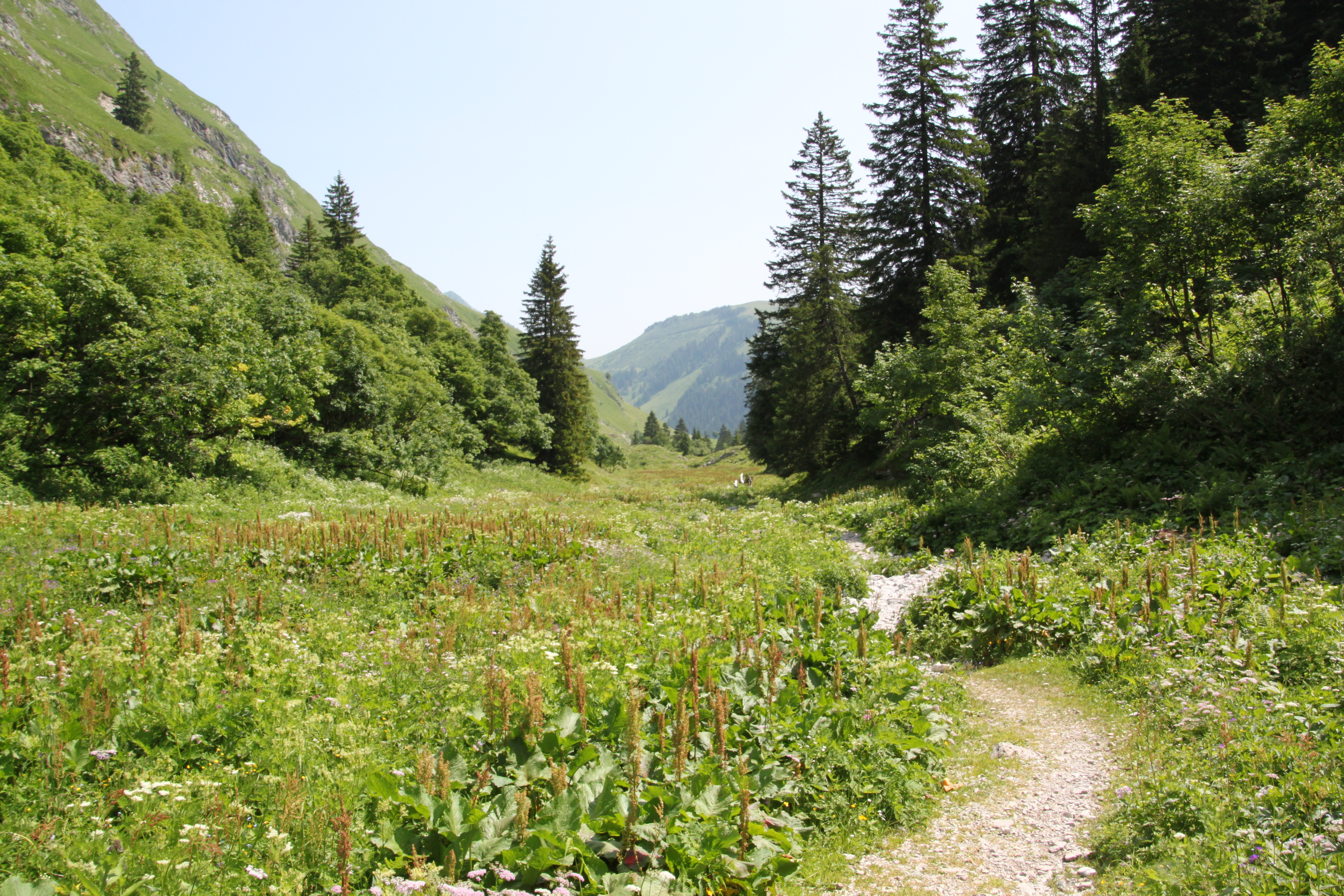 Vallon des Morteys dans la réserve naturelle du Vanil Noir en Suisse