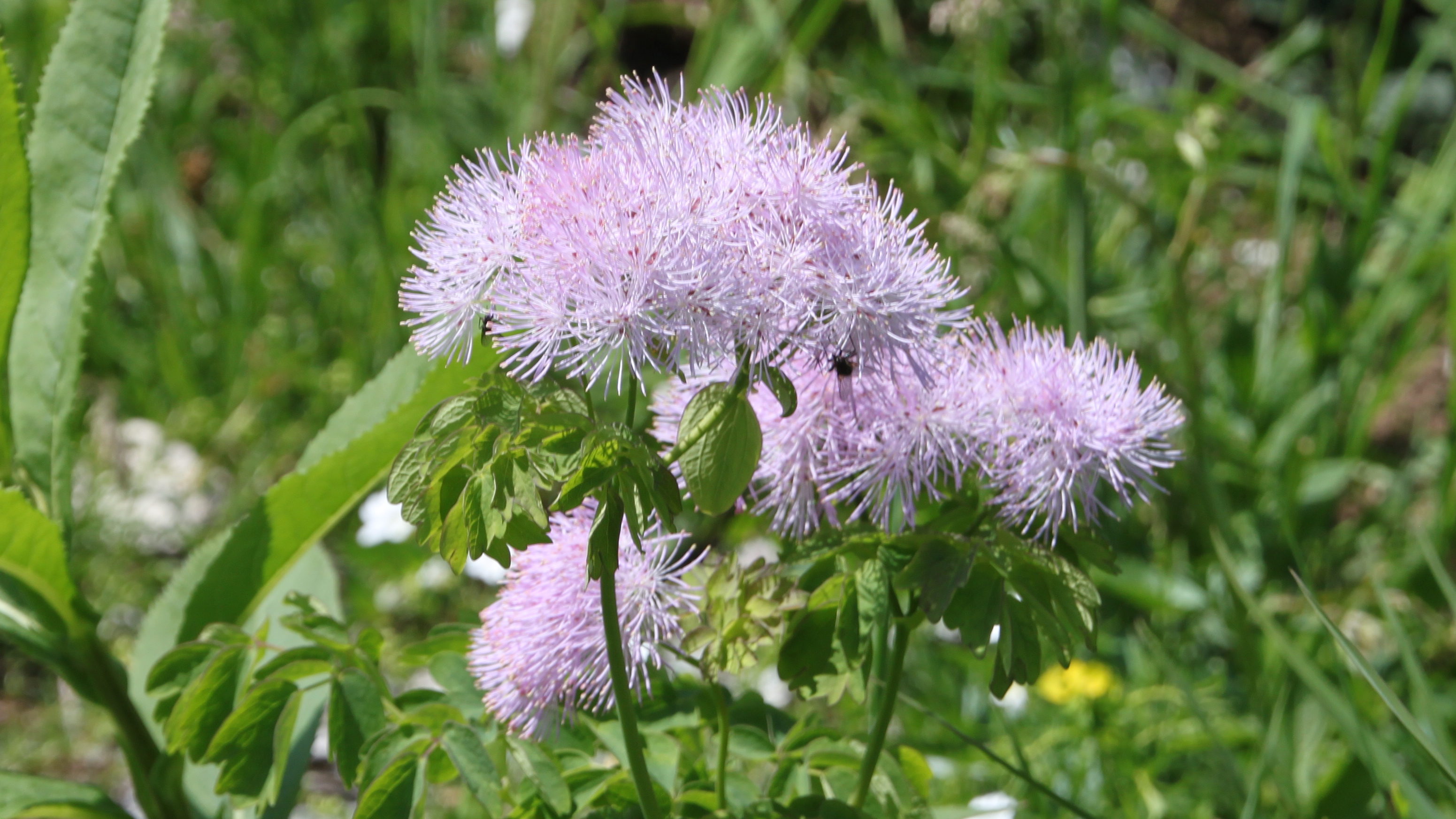 Ombellifère mauve