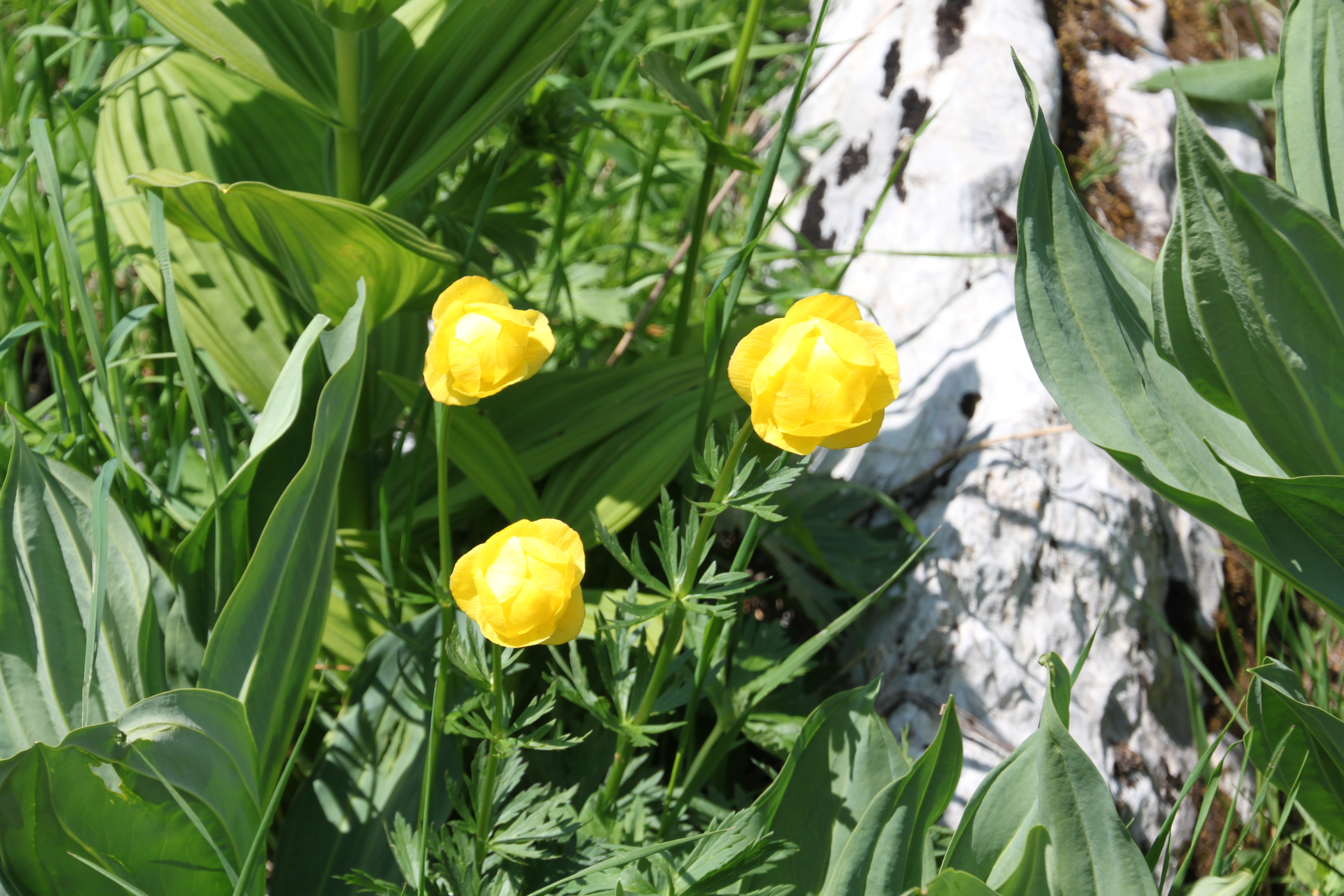 Boutons d'or