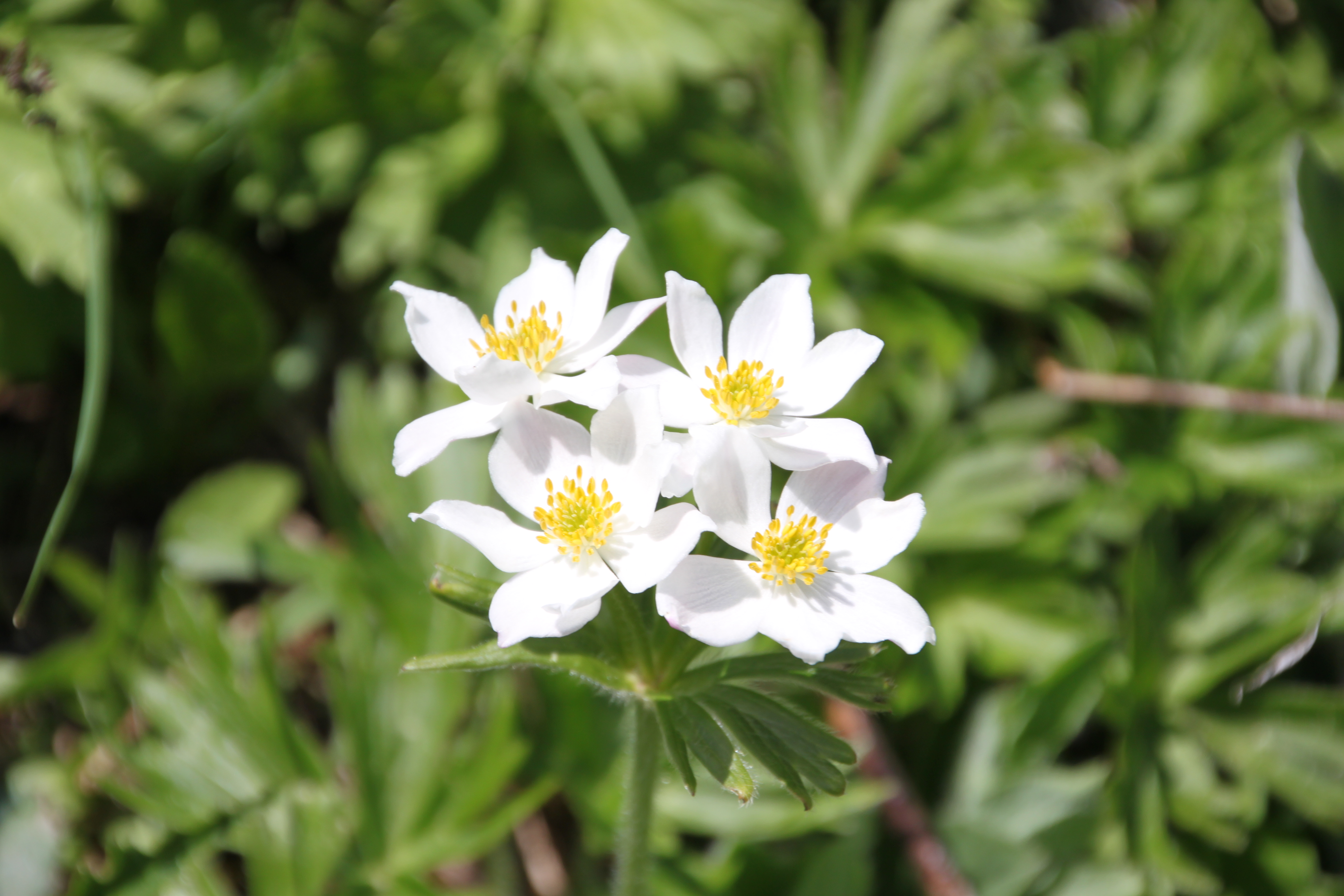Anémone à fleurs de narcisse
