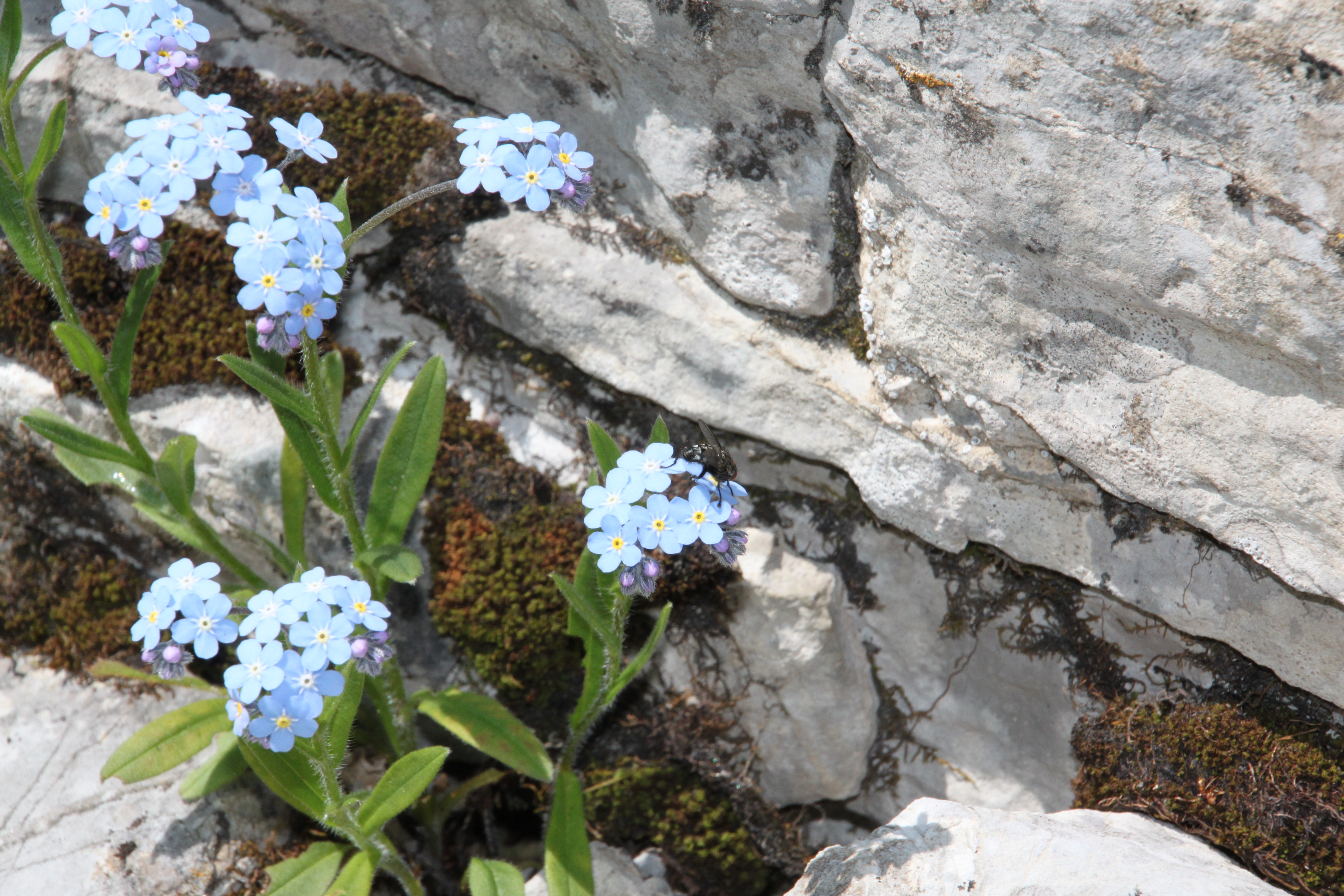 Myosotis