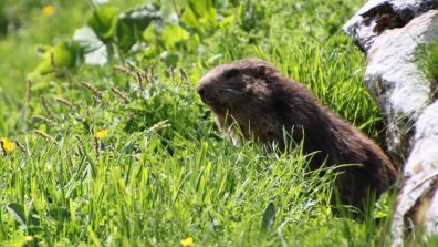 Marmotte dans la réserve naturelle du Vanil Noir