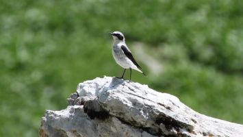 Oiseau photographié dans la réserve naturelle du Vanil Noir