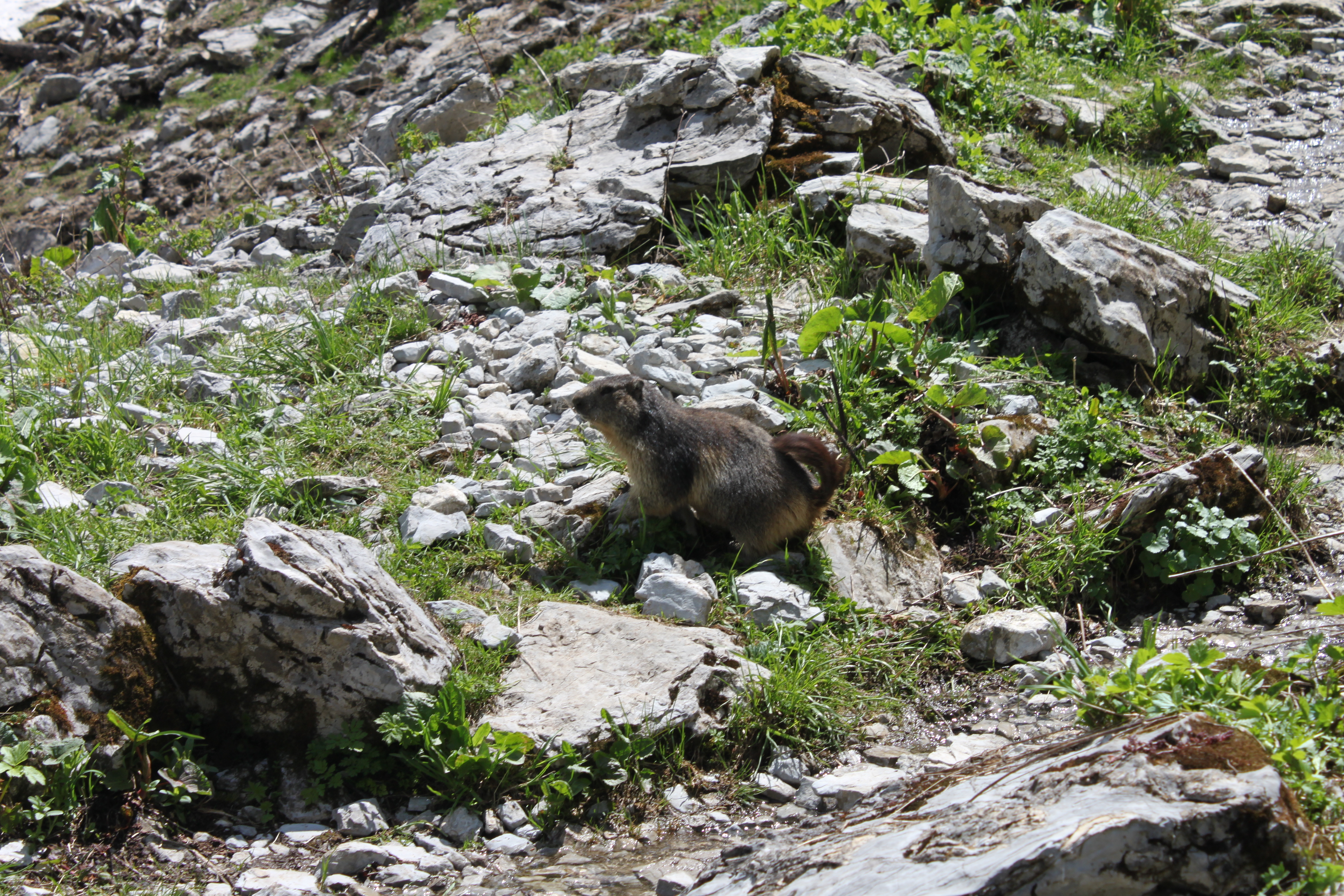 Marmotte