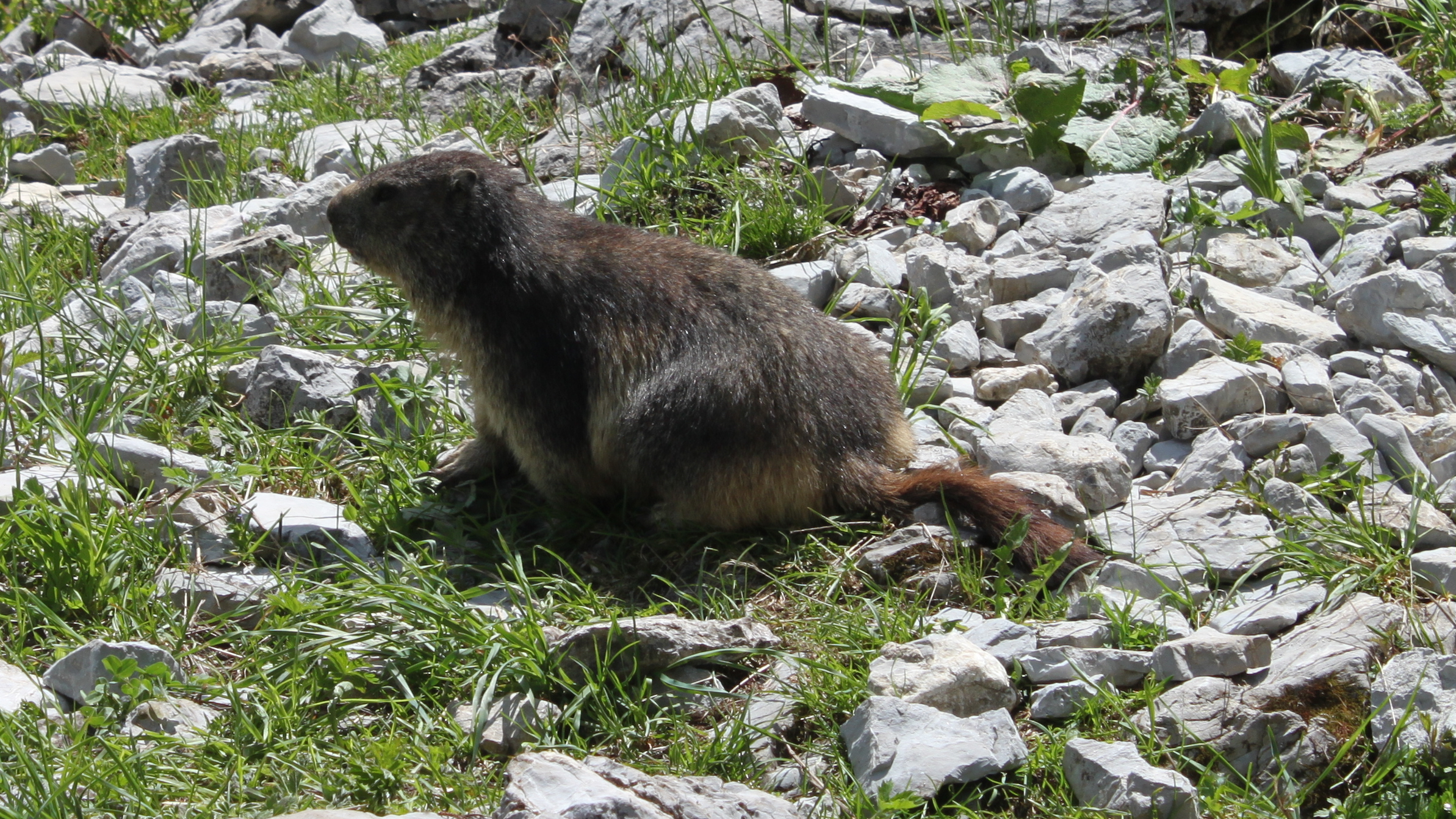 Marmotte 