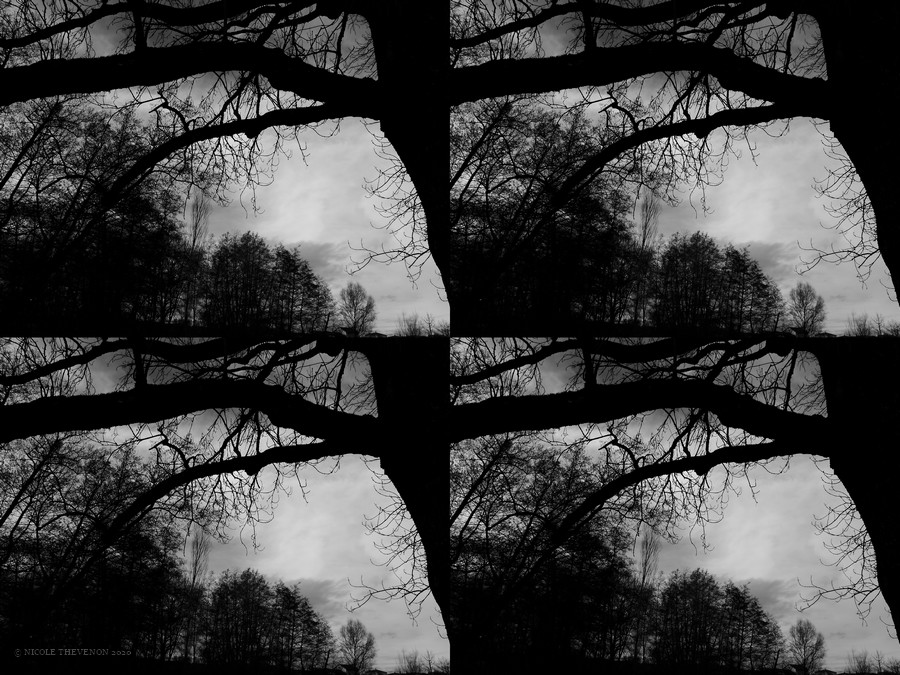 L arbre du pont de masselebre 2 
