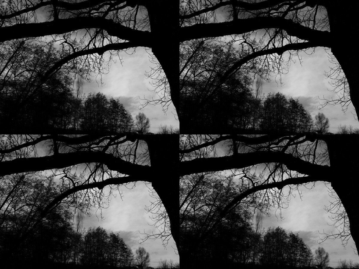 L arbre du pont de masselebre 2 a