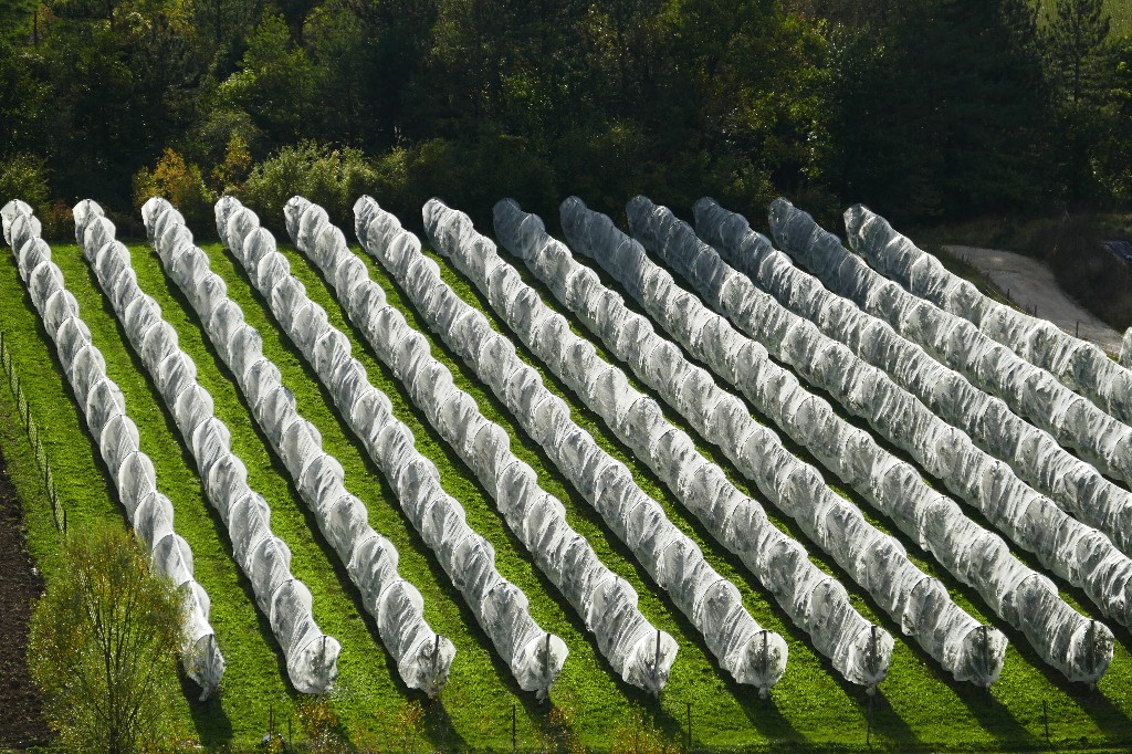 Pommier galland1