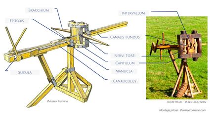 Les différents éléments de la catapulte à torsion de type oxybèle.