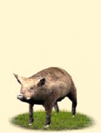 Cochon incendiare