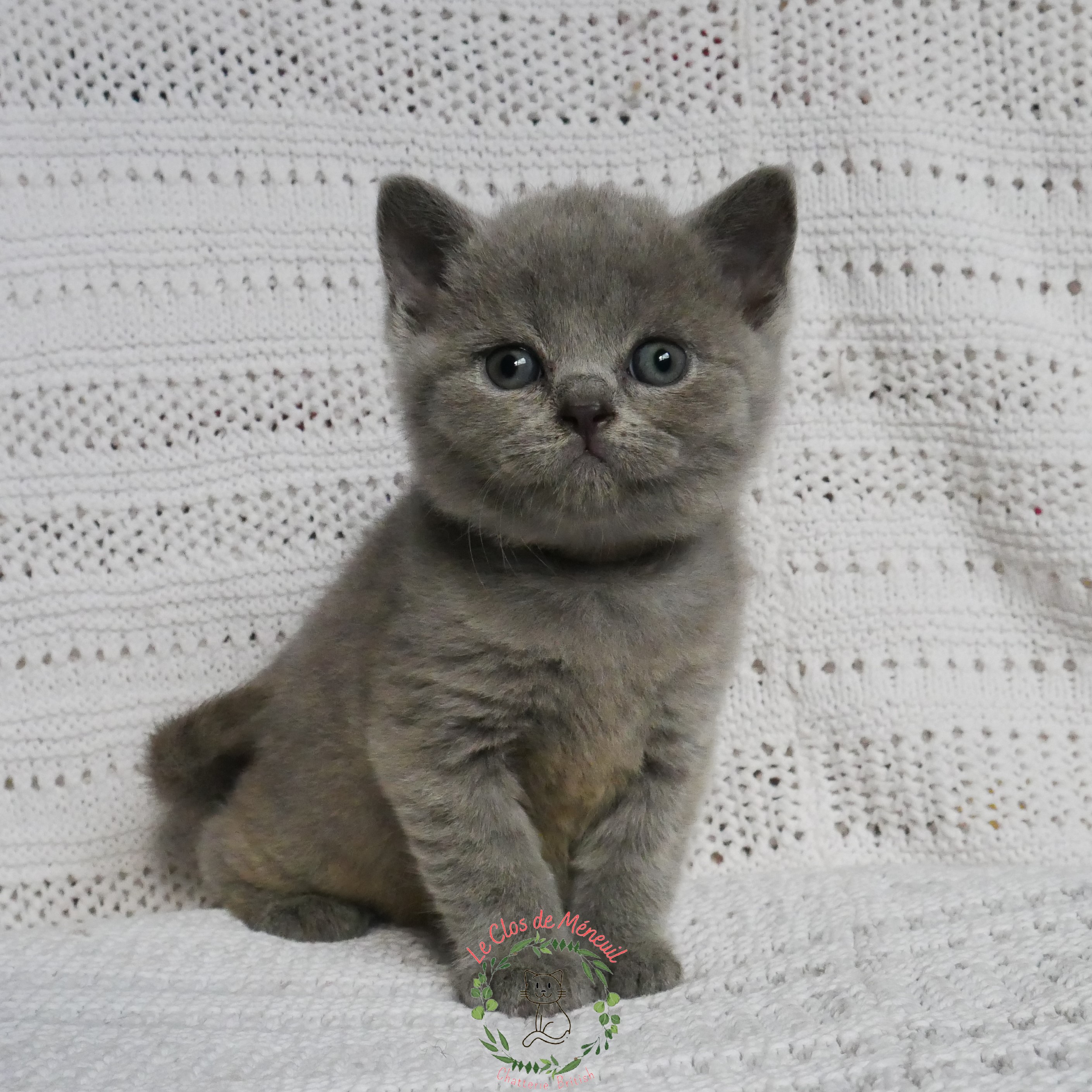 Gris 5sem 1 