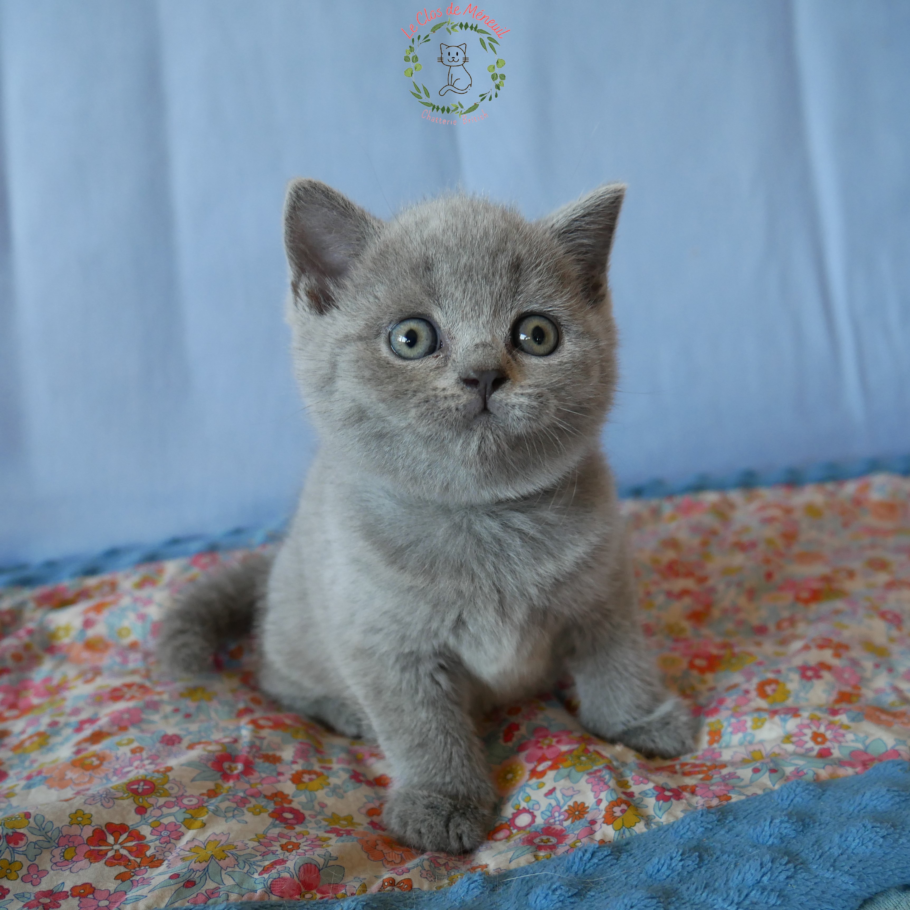 Gris 6sem 1 