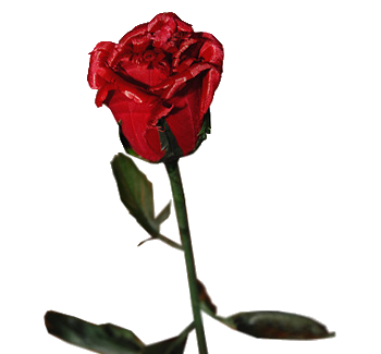 Rose1