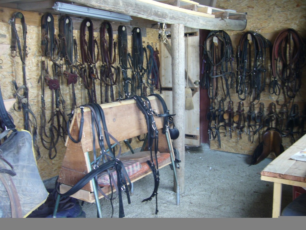 Sellerie 1