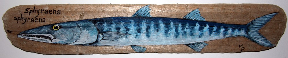 Barracuda (bécune)