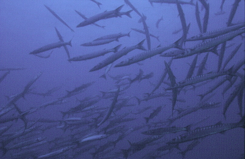 Banc de barracudas Pc gabinere