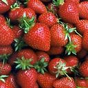 Fraises mure