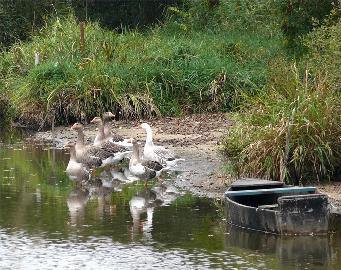 Les oies en Briere