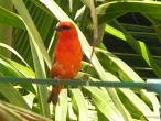 Images7