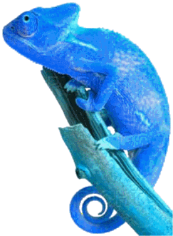 Endormi (caméléon)