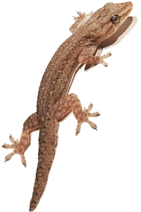 Margouillat