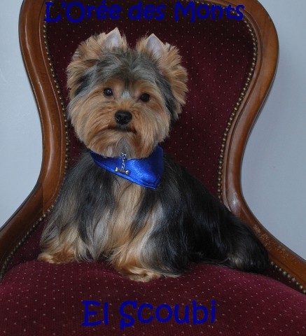 El scoubi