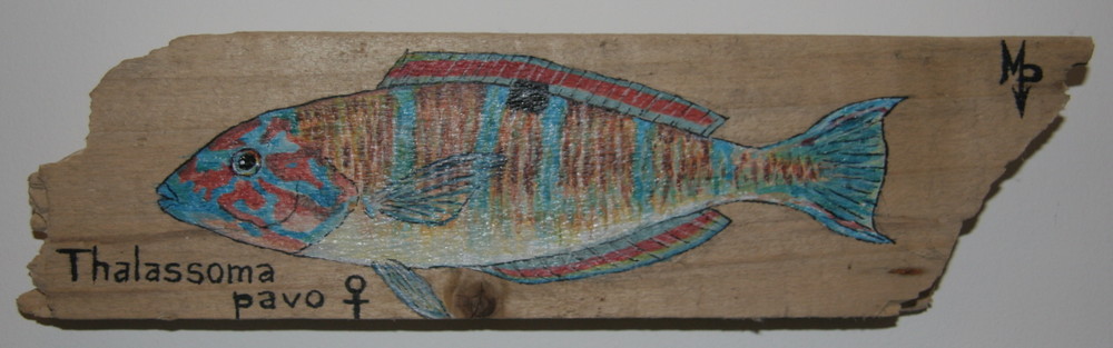 Girelle paon femelle