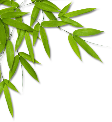 Bamboo leaves