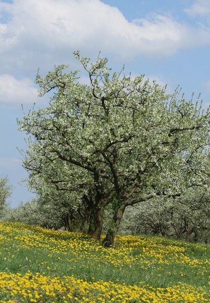Vigneul4
