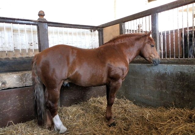 Haras8