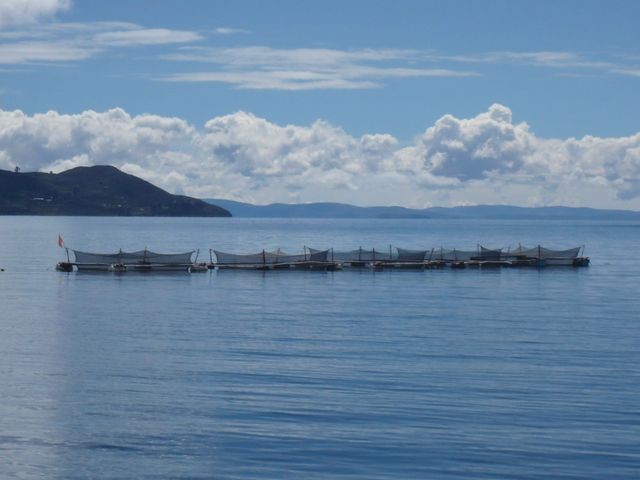 Titicaca6