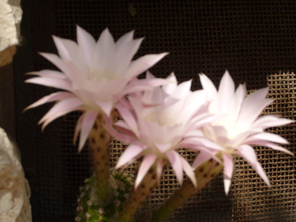 Fleurs de cactus