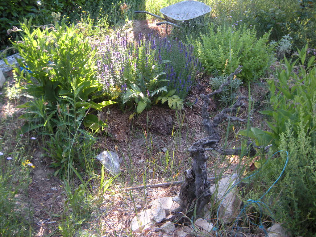 Jardin et pool house 2010 011