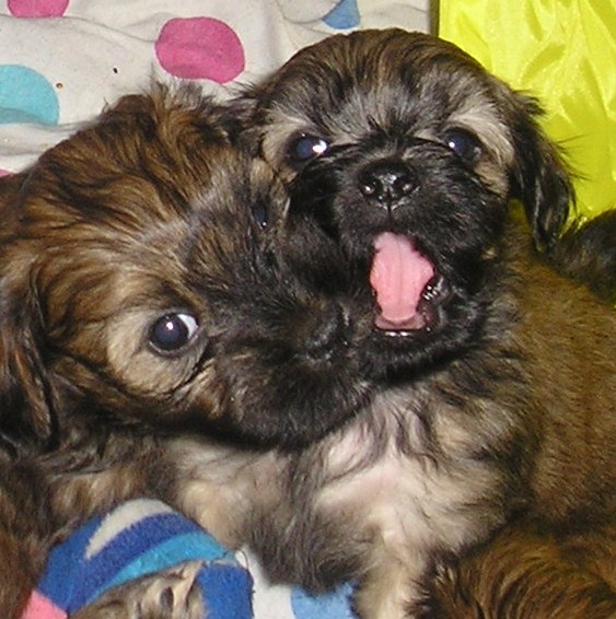 Diuke et darwin 4 sen demi