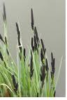 Flore5