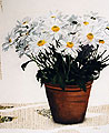 Vfleur2 1 