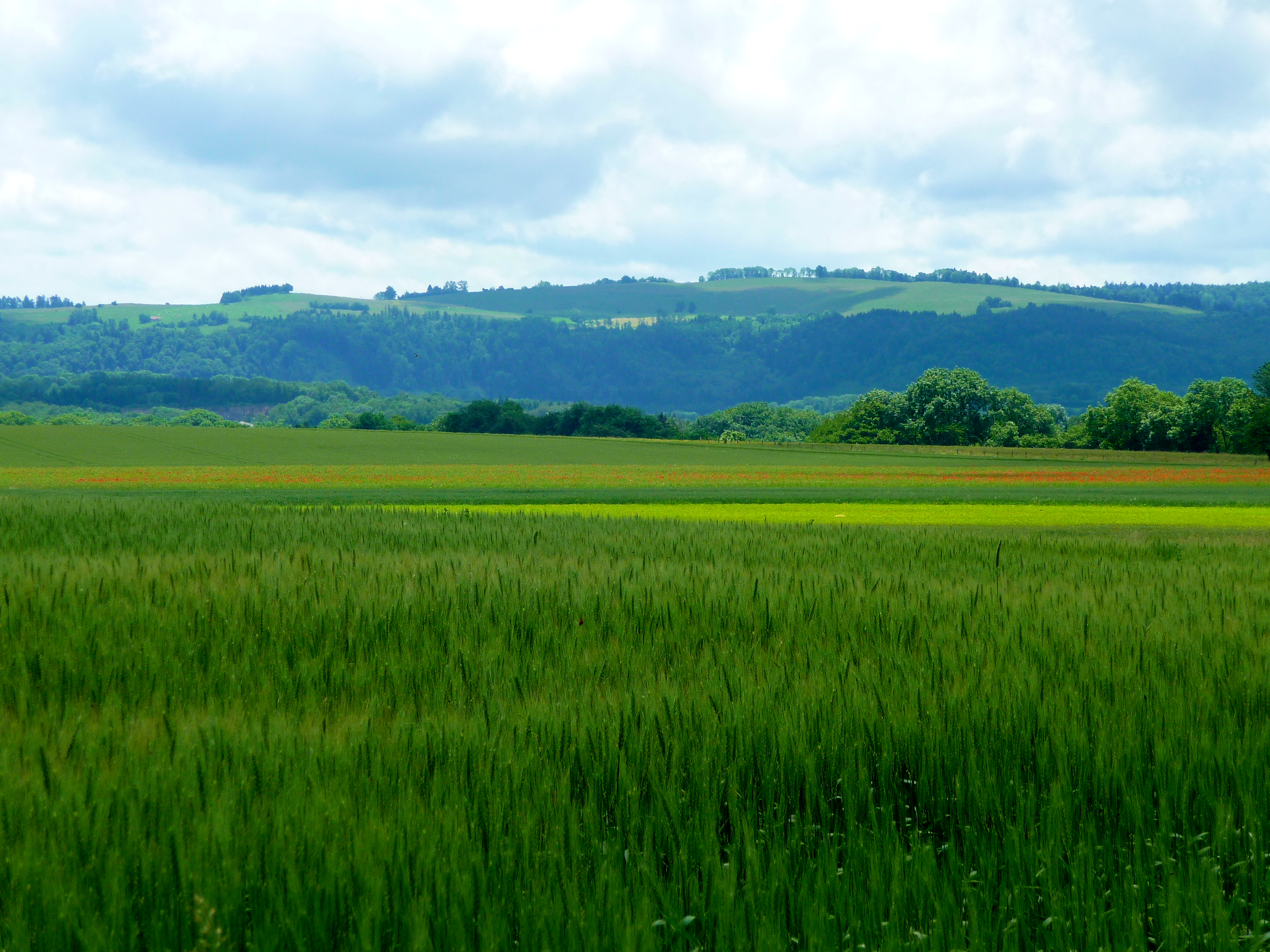 Coquelicots 2010 06 12 88 