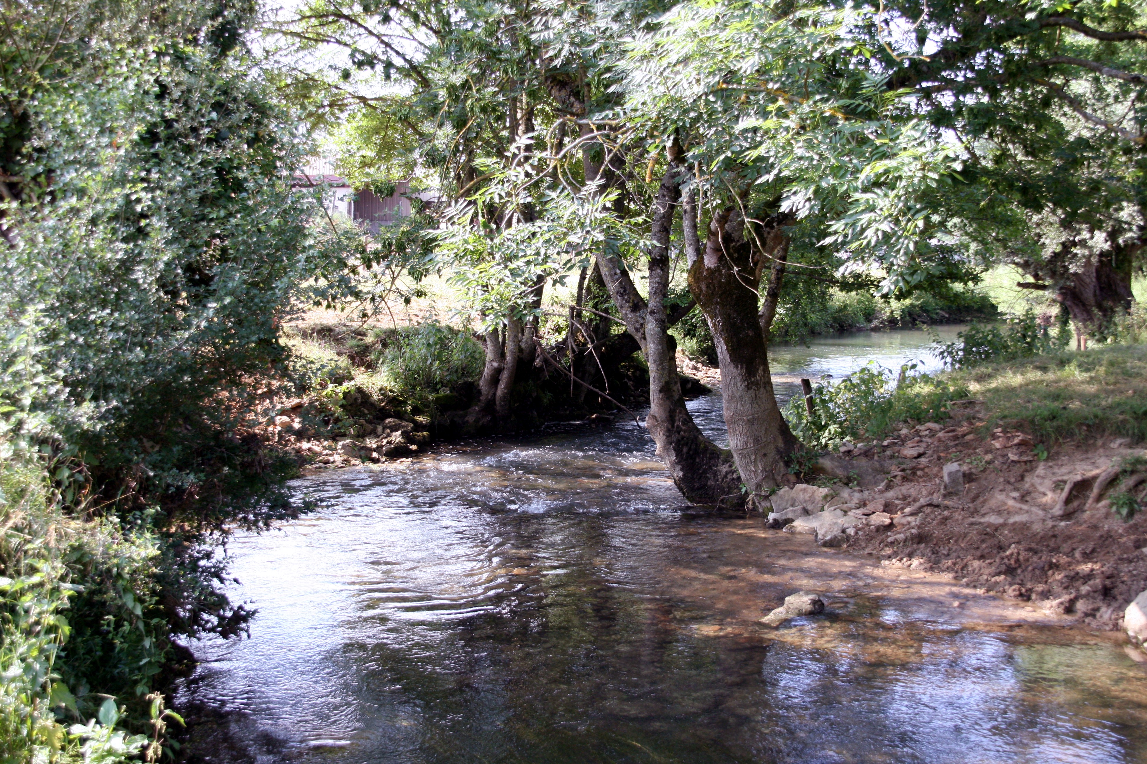 28 juin 2010 alevinage ombres ouche 024