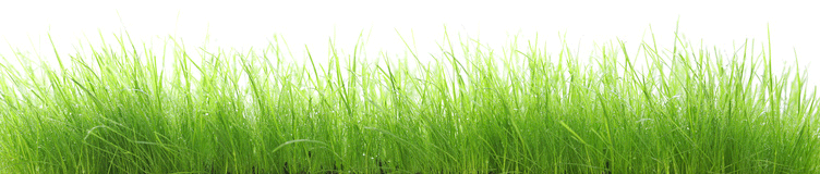 Herbe